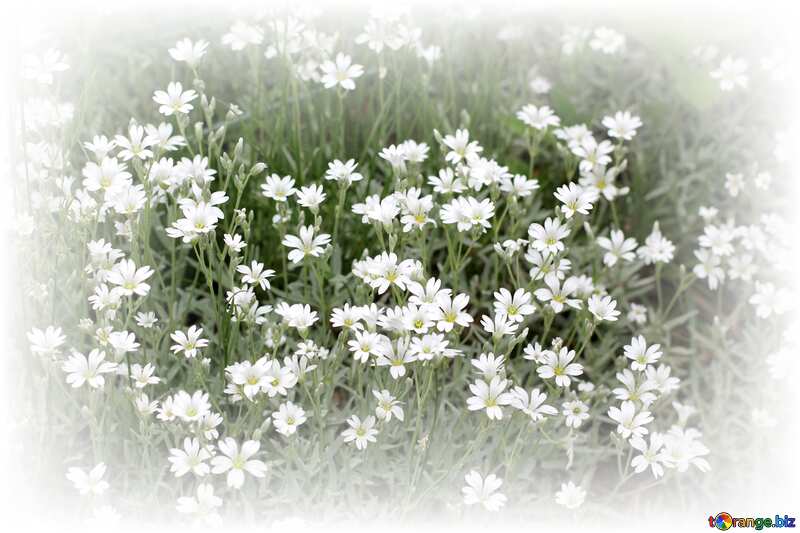 flowers forest white frame №22365