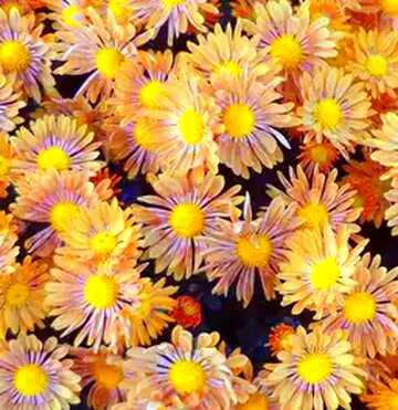FX №70355 Chrysanthemums flower texture