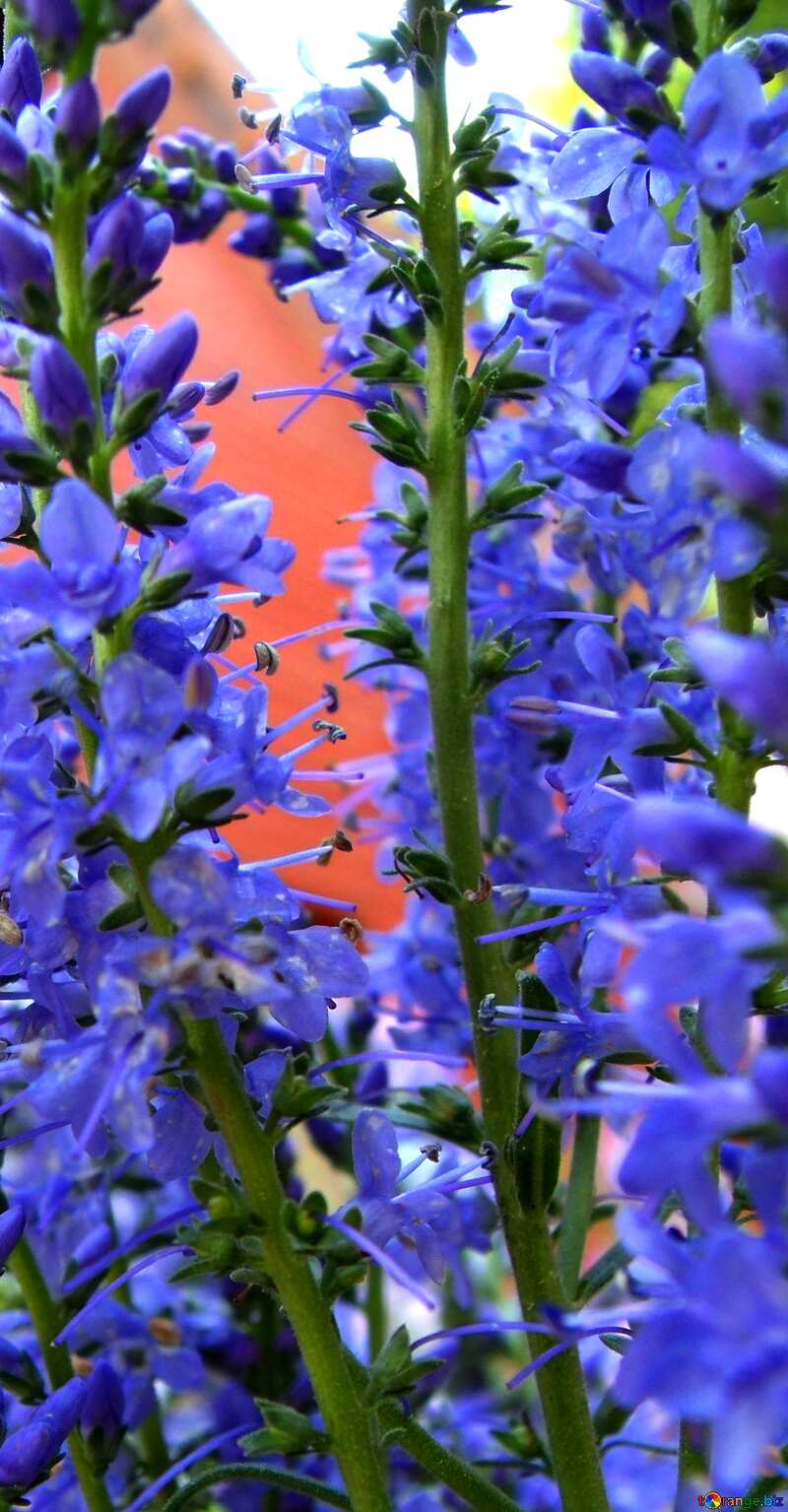Long blue wild  flowers №9739