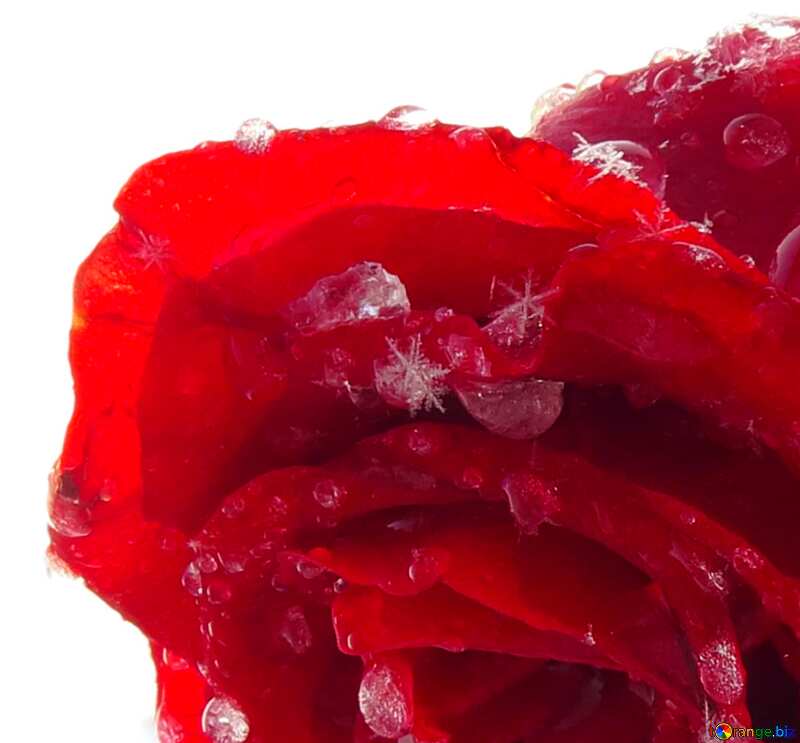 Snowflake on rose №16985