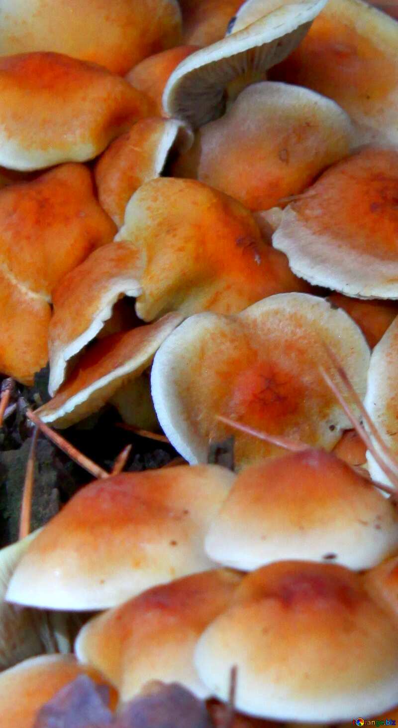 Dangerous forest  mushrooms №19108