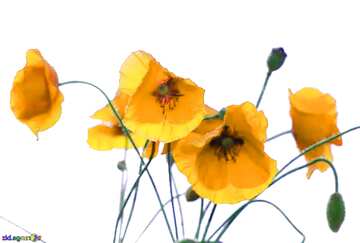 FX №71460 Yellow Poppy flowers