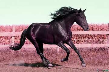 FX №71434 Colore rosso. Cavallo nero.