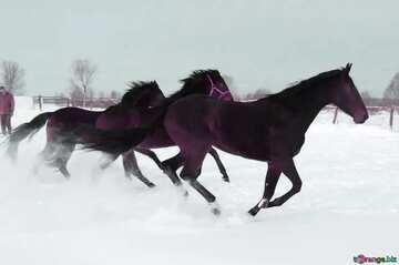 FX №71607 Colore rosso. Cavalli che nella neve.