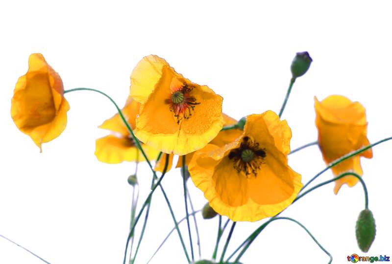 Yellow Poppy flowers №37054