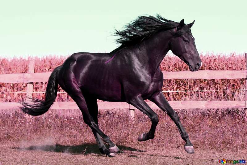 Colore rosso. Cavallo nero. №36655
