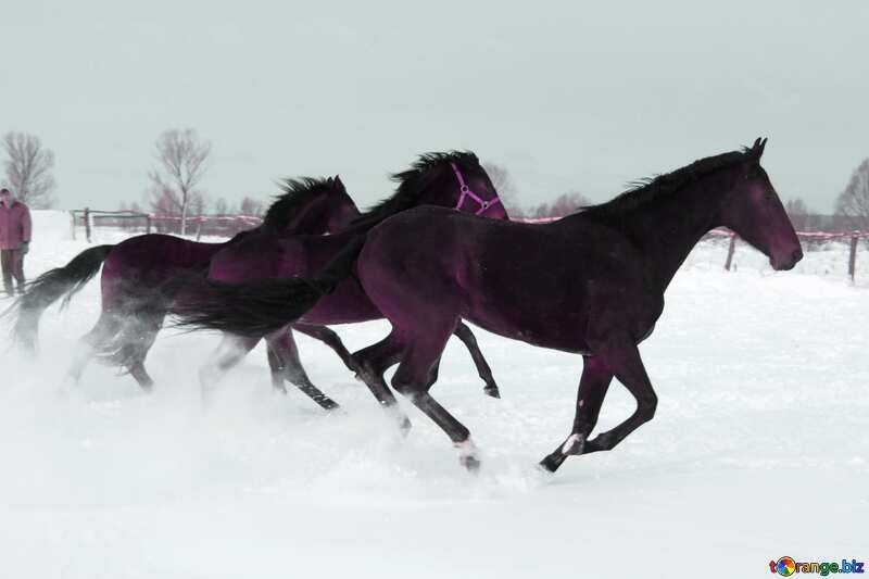 Colore rosso. Cavalli che nella neve. №3979