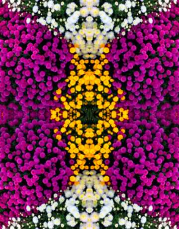 FX №72251 chrysanthemum flower pattern
