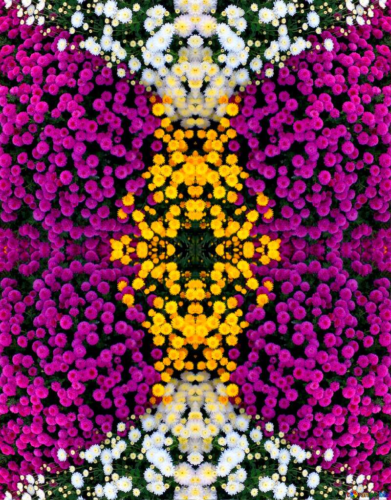 chrysanthemum flower pattern №14212