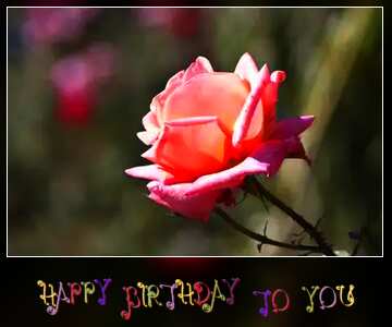 FX №73819 Pink rose happy birthday card
