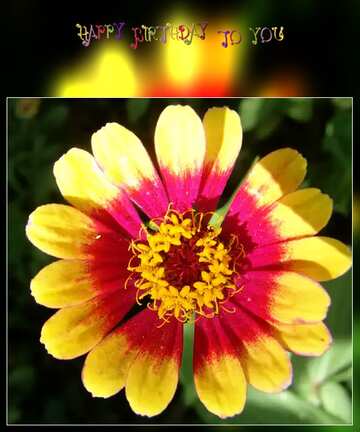 FX №73940 Happy birthday flower card