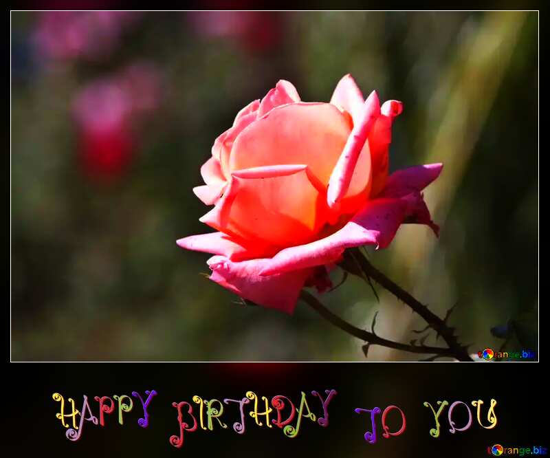 Pink rose happy birthday card №4210