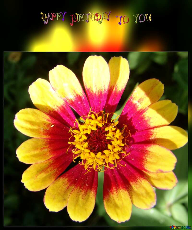Happy birthday flower card №3222
