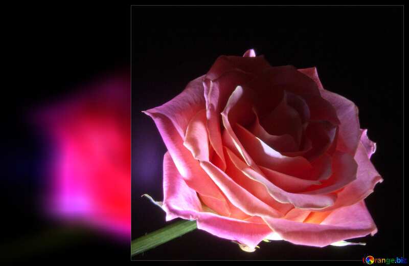 Rose card dark background  №1160