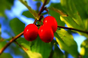 FX №74501 Red Fruits on a Branch - Dogwood