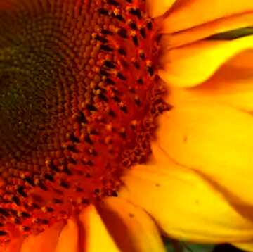 FX №74641 sunflower close up