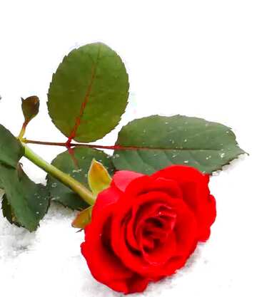 FX №74127 Beautiful red rose