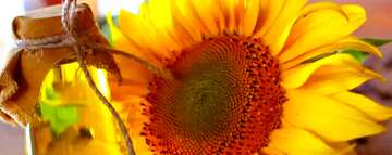 FX №74632 sunflower oil