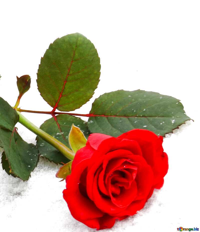 Beautiful red rose №16938
