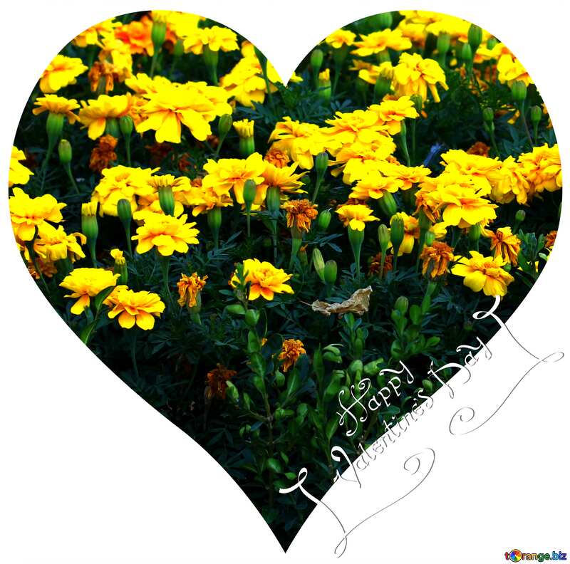 Marigold heart flowers  №39634