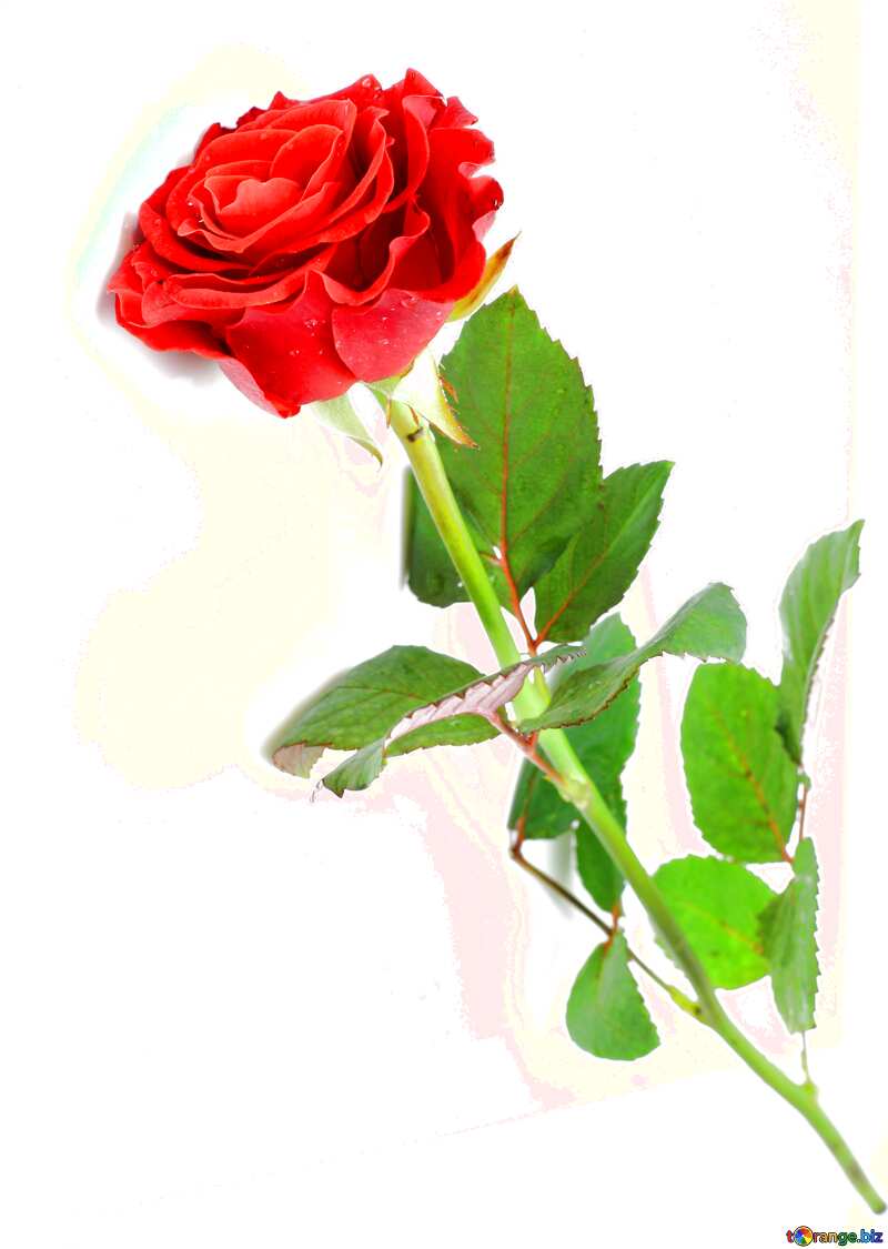 Red rose on white  №16889