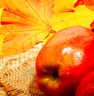 FX №75292 Autumn apple background
