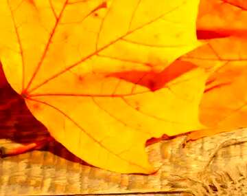 FX №75286 Autumn leaf background