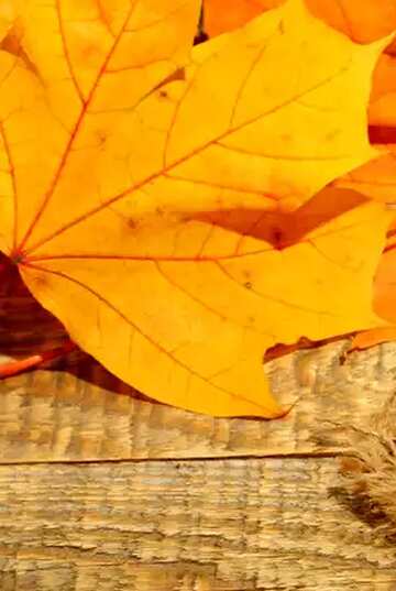 FX №75288 autumn leaves