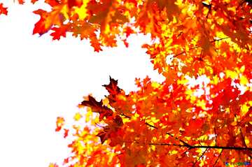 FX №75152 Autumn Leaves photo frame 