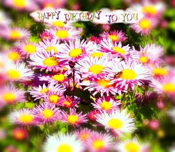 FX №75648 Flowers of Chrysanthemum blur frame happy birthday card