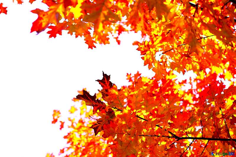 Autumn Leaves photo frame  №38537
