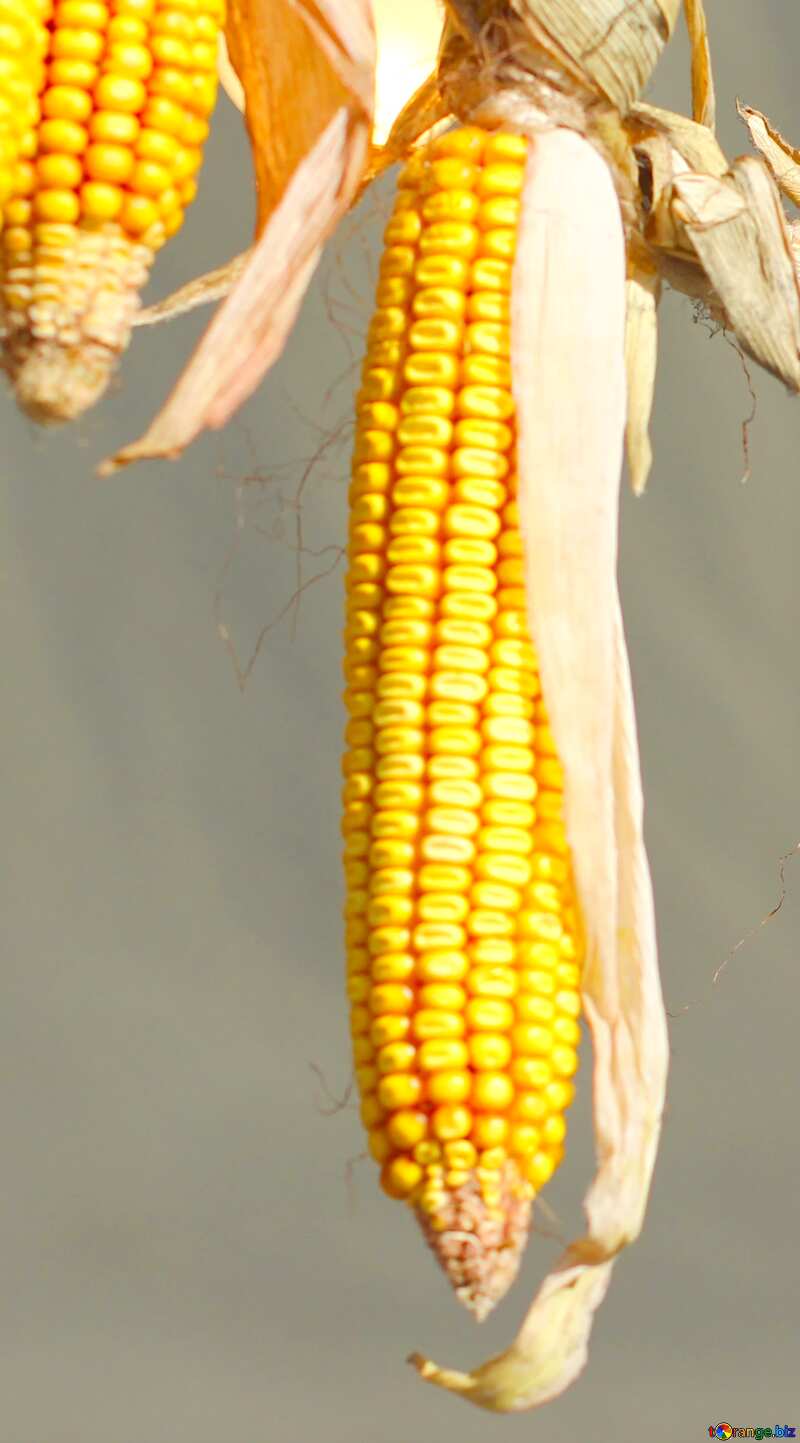 Autumn maize corn №47399