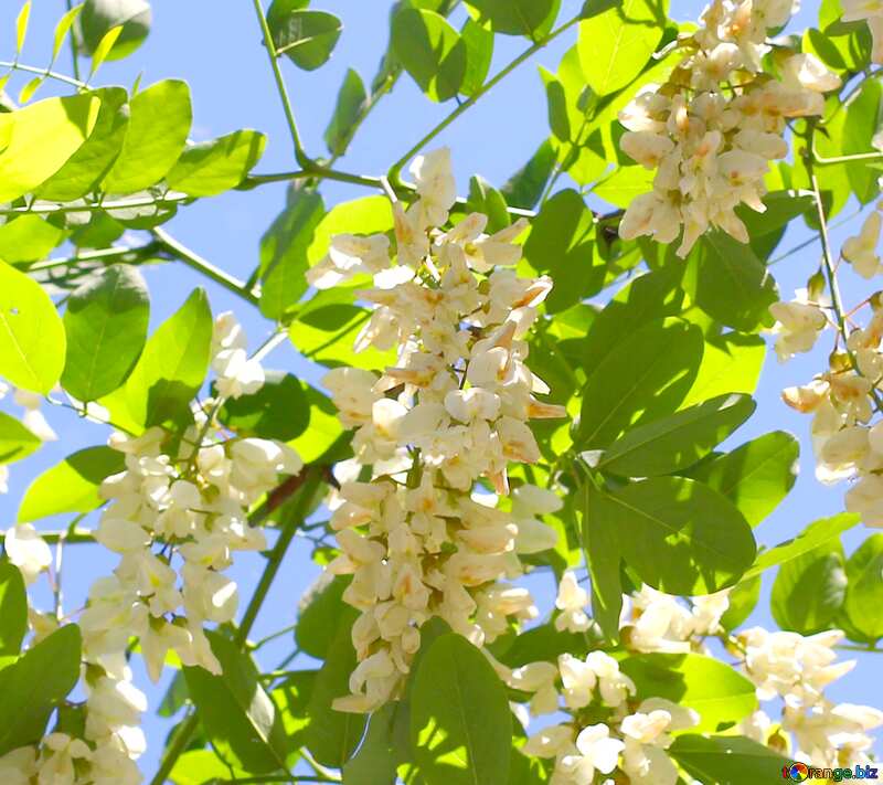 white flowers Acacia tree №33678