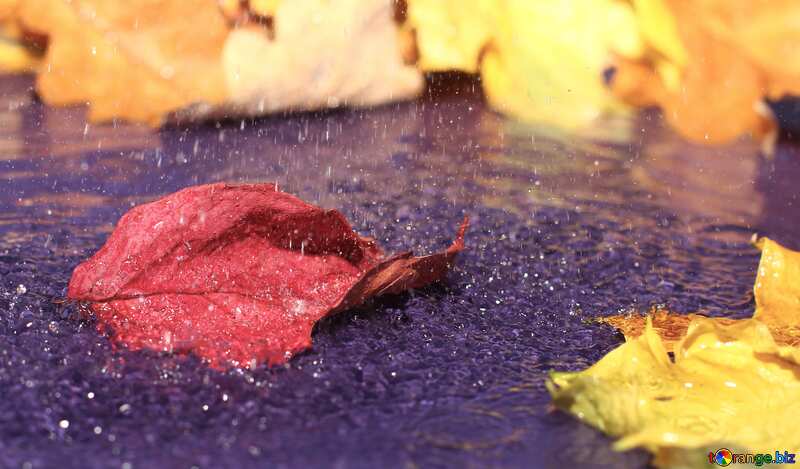 Autumn leaves rain №34679