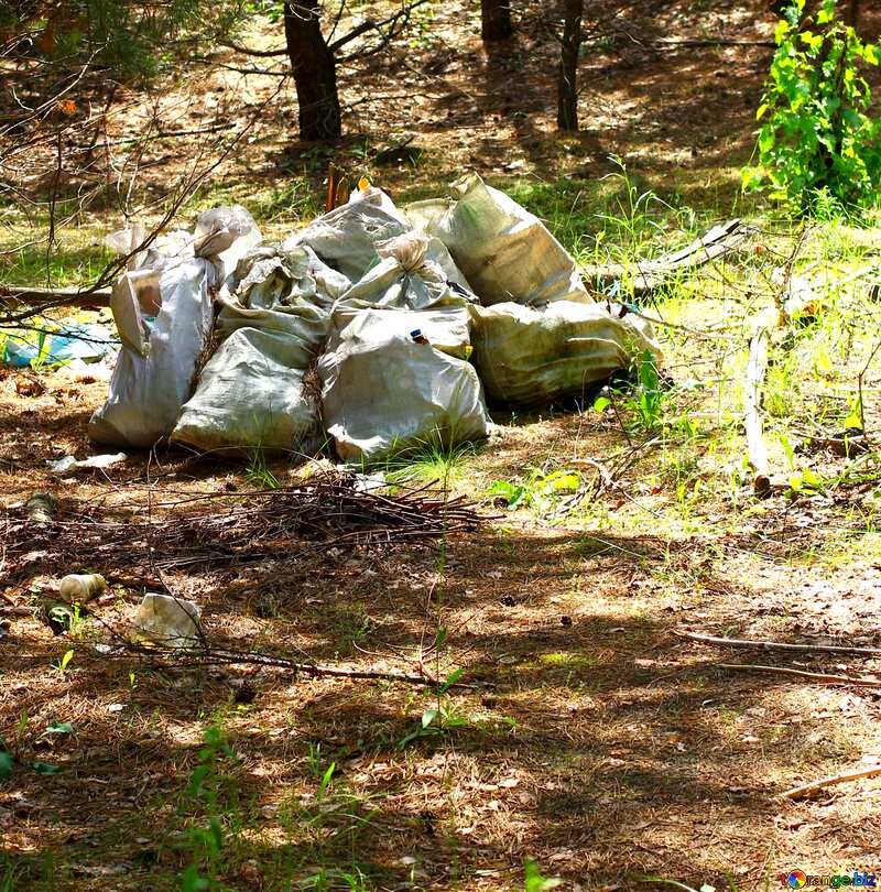 Garbage in the forest №44826