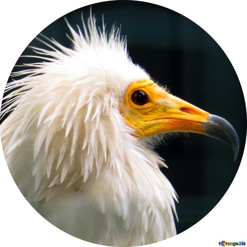 Vulture  Image for profile picture №45199