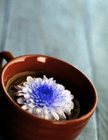 FX №76813 Flower in cup