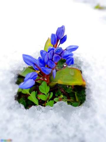 FX №76806 Flower snow 