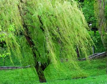 FX №76439 willow with hanging branches