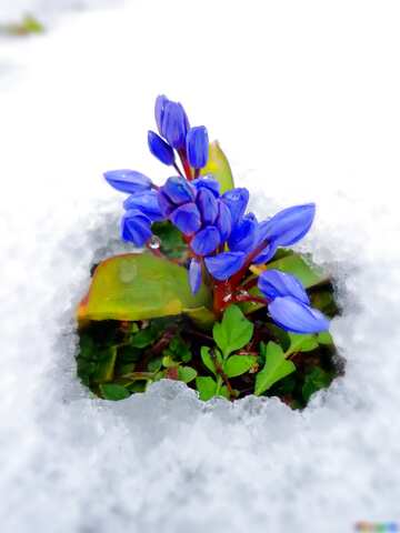 FX №76805 snow Flower