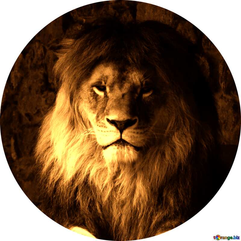 lion profile picture №44974