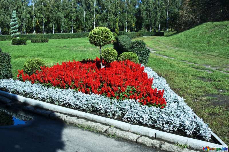 Red Flowers   on flowerbed  №5629