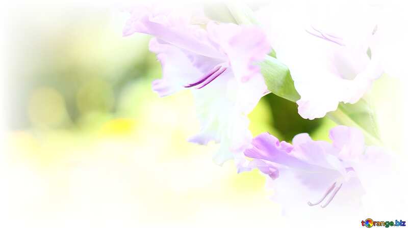Beautiful background with flower white frame around edge №32365