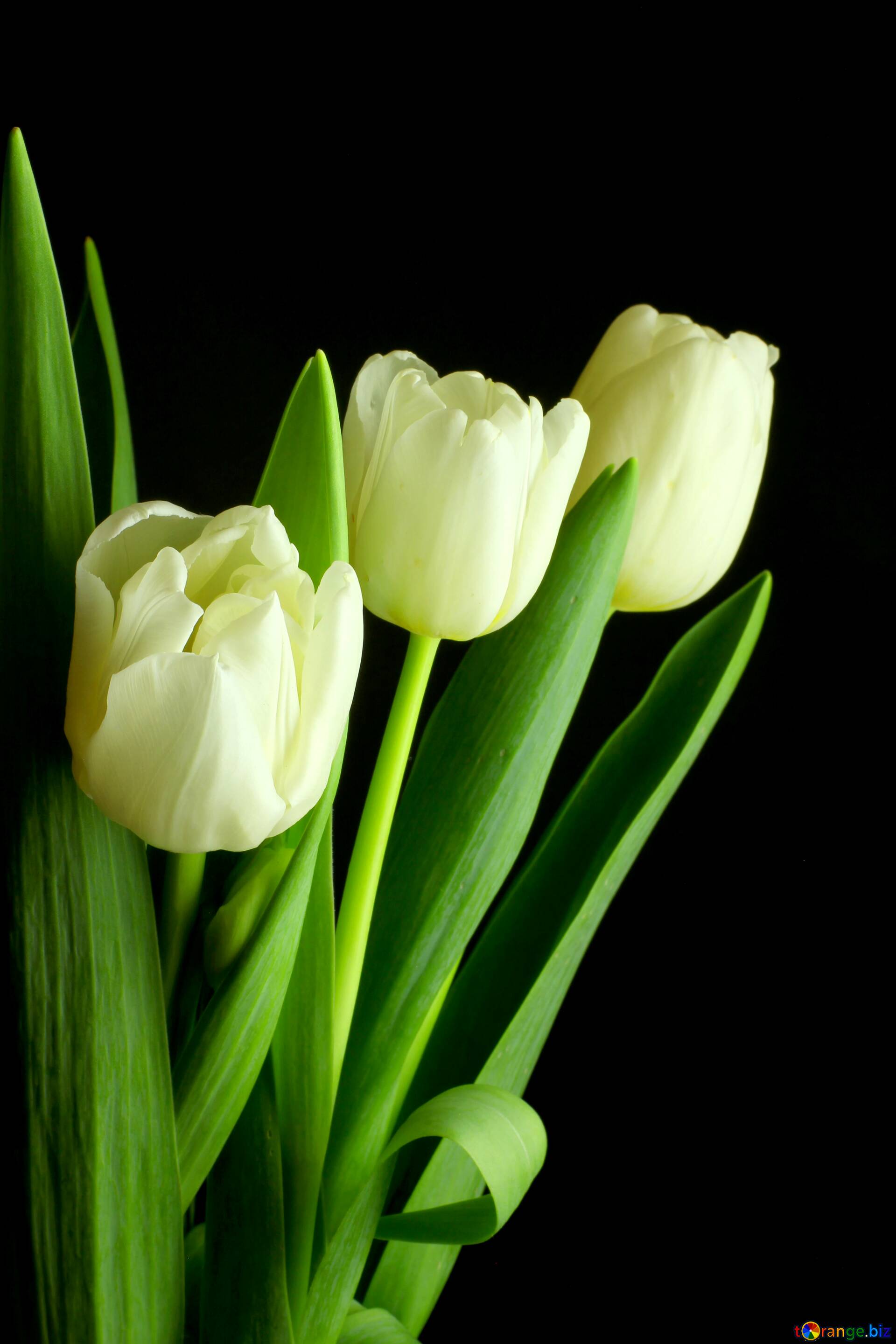 Download Free Picture Tulips Bouquet Dark Background On Cc By License Free Image Stock Torange Biz Fx 77606