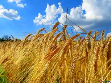 FX №77535 Bread wheat  field 