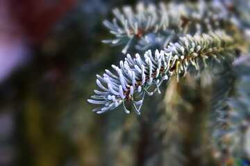 FX №77367 Christmas tree branch Hoarfrost 