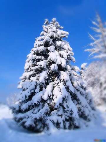 FX №77750 Christmas  Tree   covered snow