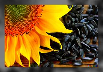 FX №77450 Wallpaper desktop sunflower seeds 