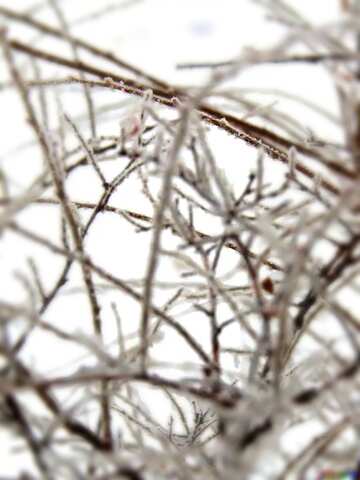 FX №77755  Frost branches