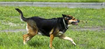 FX №77832 Dog running on grass
